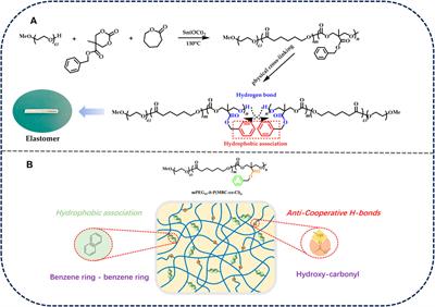 Functionalized TMC and ε-CL elastomers with shape memory and self-healing properties